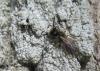 Andrena sp.